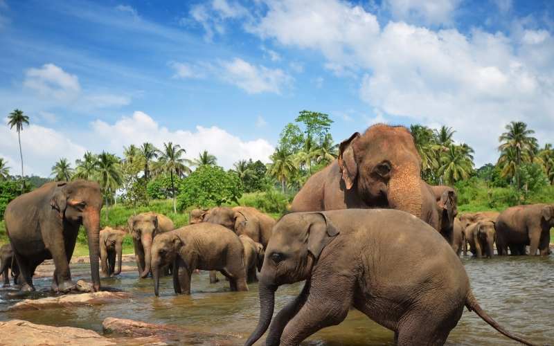 Day 4: Kandy & Pinnawala