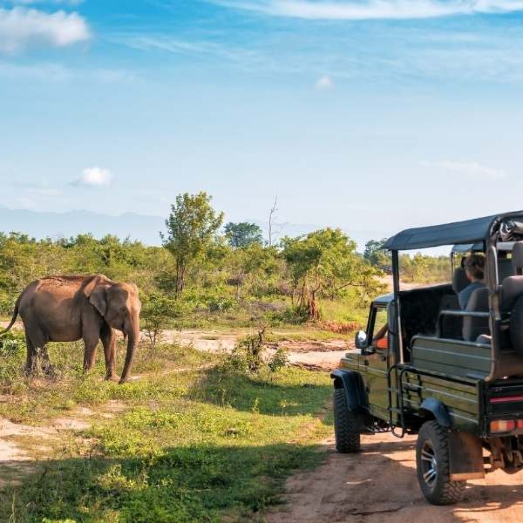 Happy family watching elephants at Udawalawe National Park Sri Lanka safari
