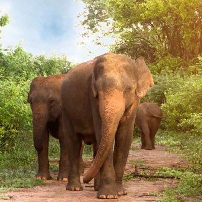 Udawalawe National Park