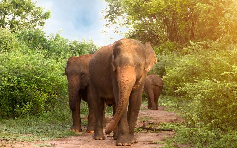 Udawalawe National Park