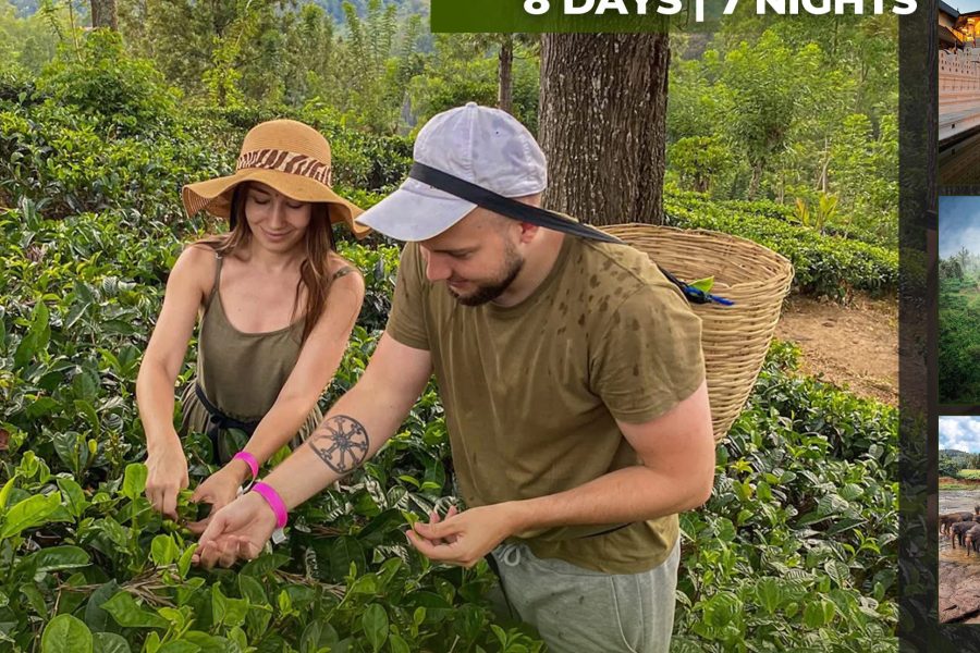 🏔️ 8 Days – Hill Country of Sri Lanka Tour