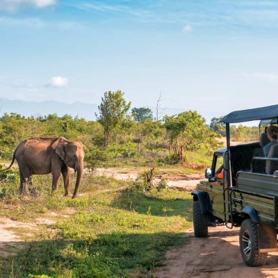 🐆 Yala – Sri Lanka’s Premier Wildlife Destination