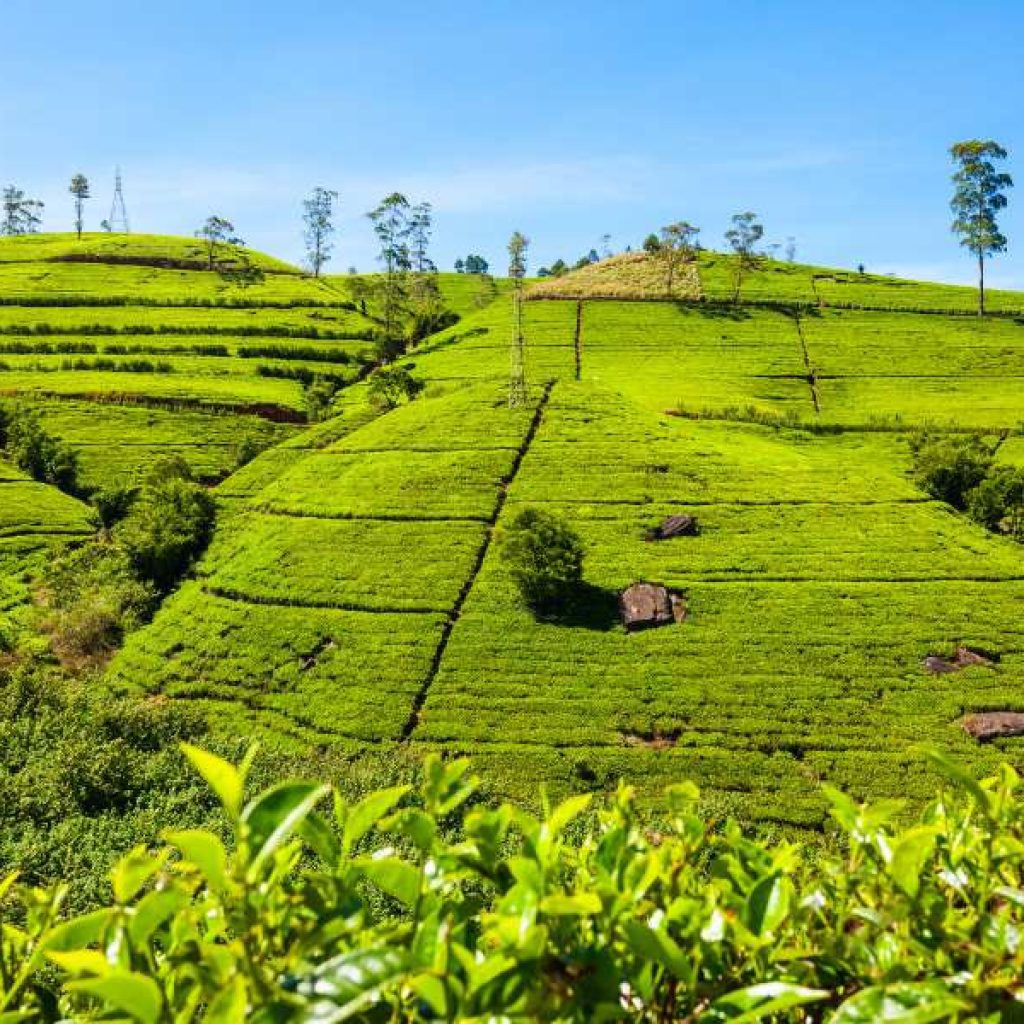 Tea plantations in Sri Lanka hill country during best travel season