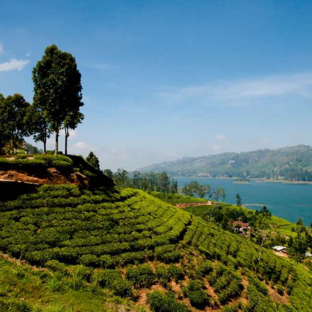 car with driver Sri Lanka